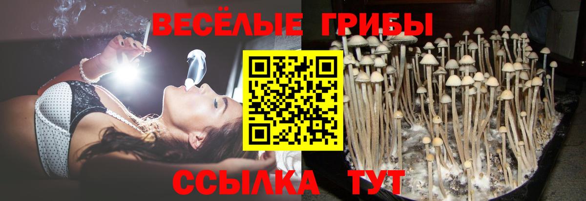 Псилоцибиновые грибы GOLDEN TEACHER Красноярск